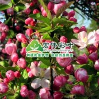 冬紅海棠小苗彩葉苗綠化苗木供應