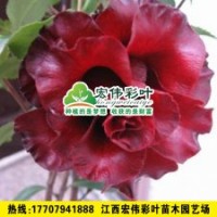 黑魔法茶花 茶花小苗 彩葉苗各種綠化苗木供應(yīng)