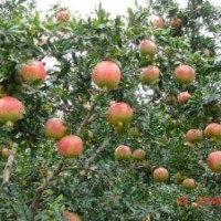 批發(fā)山東棗莊石榴樹苗、各種規(guī)格石榴樹苗
