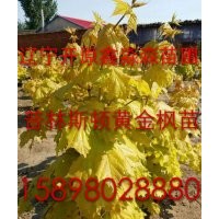 特供金葉復(fù)葉槭小苗