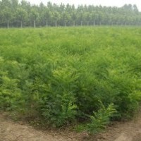 國(guó)槐、山楂苗、核桃苗、蘋果苗