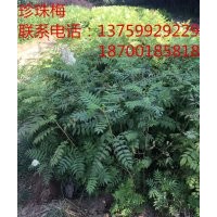珍珠梅