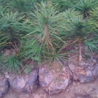 營(yíng)養(yǎng)杯白皮松基地批發(fā)白皮松容器苗