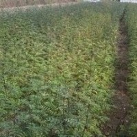 【油松苗】50公分營養(yǎng)杯油松苗，50公分容器袋油松苗