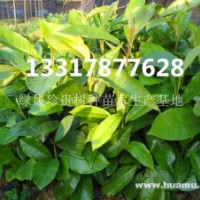 亮葉木蓮