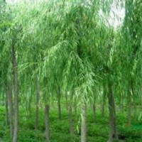 供應(yīng)大量垂柳樹苗