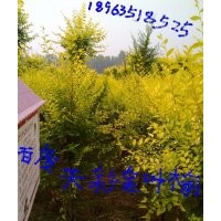 金葉榆、山東金葉榆基地、濱州金葉榆基地