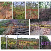 泡桐基地專供泡桐苗，大量批發(fā)供應(yīng)1-10公分泡桐苗、種根