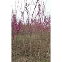 批發(fā)獨(dú)桿紫荊，叢生紫荊，巨紫荊