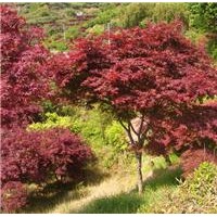 紅楓，美國(guó)紅楓，日本紅楓，嫁接紅楓 籽播紅楓苗