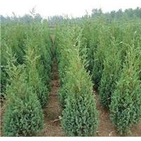 供應(yīng)刺松，刺柏，松樹，松柏，常綠植物，花卉，苗木。