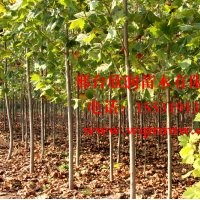 河北邢臺欣潤苗木大量供應(yīng)法桐 8公分