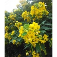 黃槐移植苗