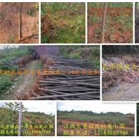 泡桐基地長年大量出售泡桐苗、泡桐種根