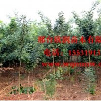 河北邢臺(tái)欣潤(rùn)苗木大量供應(yīng)國(guó)槐 12公分