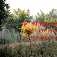 河北邢臺(tái)欣潤(rùn)苗木大量供應(yīng)龍爪槐胸徑 5公分
