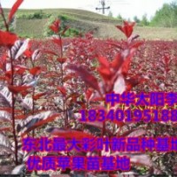 中華太陽李苗（直銷中華太陽李苗）