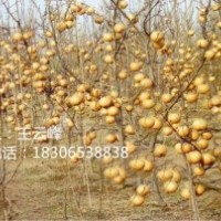 晚熟、特晚熟梨苗、金秋香梨苗、晚秋黃梨苗
