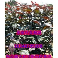 新品種皇室經(jīng)典海棠苗