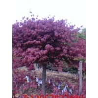 長期供應(yīng)紅楓，櫻花，玉蘭等苗木
