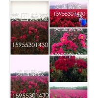 美國紫嶶小苗至兩公分，紅火球，紅火箭，紅葉紫嶶