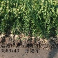 冬青苗小葉黃楊衛(wèi)矛苗大量出售