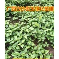 廣西香樟苗50-150公分