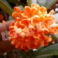 供應(yīng)丹桂、金森女貞