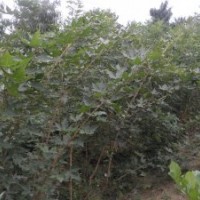 大量供應優(yōu)質五角楓，白蠟，連翹