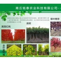 大量供應(yīng)紫葉稠李、金葉復(fù)葉槭、欒樹、紅楓等