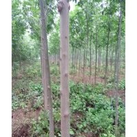 出售苗木國(guó)槐5一8公分,白臘4一8公分,法桐7一10公分