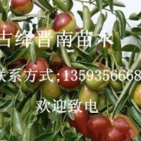 棗樹苗 杏樹苗