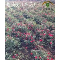 豐花月季、月季批發(fā)、中苗供應、就近發(fā)貨