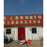 出售白蠟，法桐，國槐！