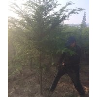 綠化苗木