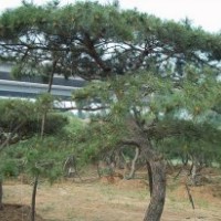 山東綠化苗木供應(yīng)大批量泰山松、油松、白皮松、櫻花、龍柏、馬褂