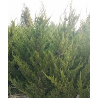 H1.8m龍柏一萬(wàn)棵，非誠(chéng)勿擾