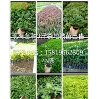 廣東地被出售：紅繼木，假花生，龍船花，鴨腳木，蜘蛛蘭，福建茶