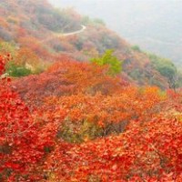 銀川黃櫨種植基地—綠源