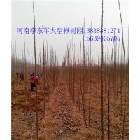 太康--復(fù)葉槭！楸樹(shù)！梓樹(shù)基地