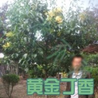 黃金丁香樹哪里有