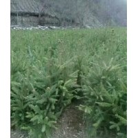 出售云杉,油松,側(cè)柏各種樹苗