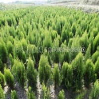 灑金柏苗的價(jià)格是怎樣的