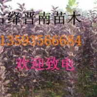 紅棗苗 國(guó)槐 苗木