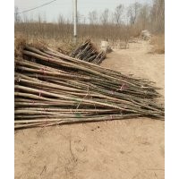 急售老國槐