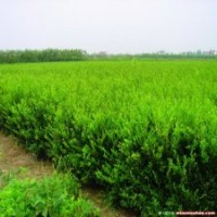 供應(yīng)80公分高度水臘-水蠟基地報(bào)價(jià)