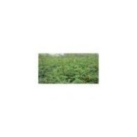 【花椒苗 皂角苗 鈣果苗】