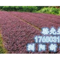 瀏陽紅花繼木、精品紅花繼木小苗直銷基地