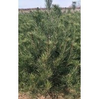大量供應(yīng)大田一米一二三級(jí)白皮松