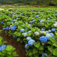 30公分高八仙花的報(bào)價(jià)